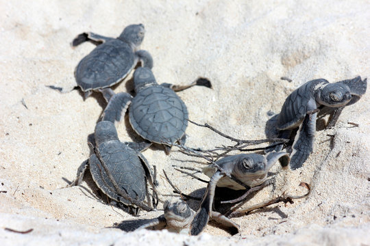 SB b&eacute;b&eacute;s tortues marines
