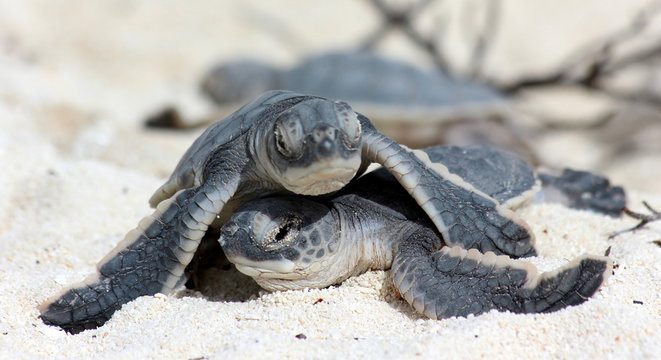 SB b&eacute;b&eacute;s tortues marines