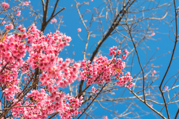 Wild himilayan cherry blossom