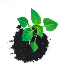 Seedling in the ground.