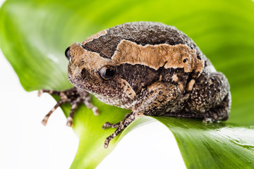 Obraz premium bullfrog on leaf isolated on white background