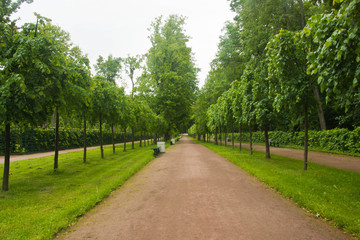 Fototapeta na wymiar path in park on a day
