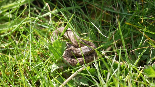 Juvenile Adder Snake.( Vipera berus) Approx 10cm Long