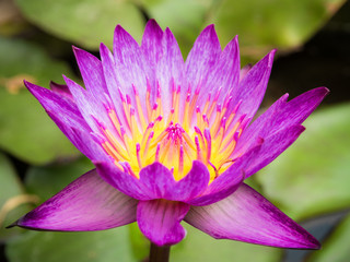 Colorful blooming waterlily or lotus flower