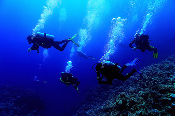 group of divers underwater on a coral reef - obrazy, fototapety, plakaty