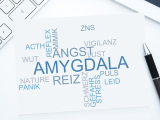 Amygdala