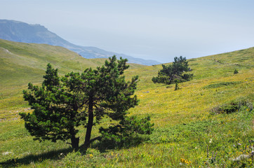 Fototapeta na wymiar Two mountain pines on the top of Chatyrdag, Crimea, Russia.
