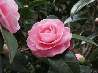 Ancient japanese cultivar of pink Camellia japonica flower known as Otome Tsubaki