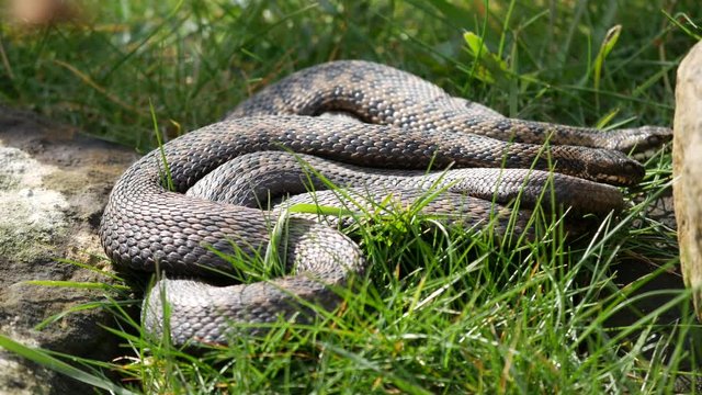 Adder Snakes Entwined ( Vipera berus) 
