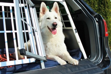 Hund im Auto