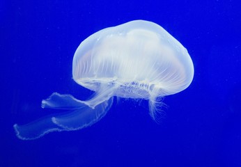 Naklejka premium White jellyfish in Aquarium Pula