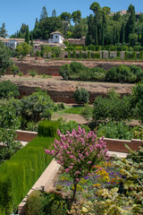 Fototapeta na wymiar Pałac Alhambra w hiszpańskiej Grenadzie.