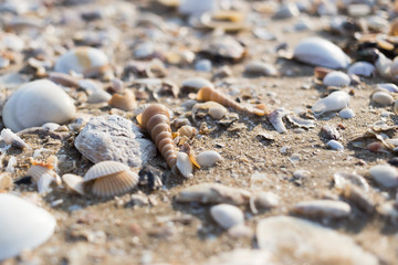 Seashell on beach