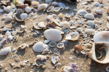 Seashell on beach