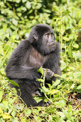 Young mountain gorilla (Gorilla beringei) sitting in the green forest 