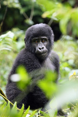 Young mountain gorilla (Gorilla beringei) sitting in the green forest