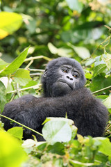 Young mountain gorilla (Gorilla beringei) sitting in the green forest