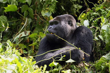 Big male mountain gorilla (Gorilla beringei) sitting in the green forest