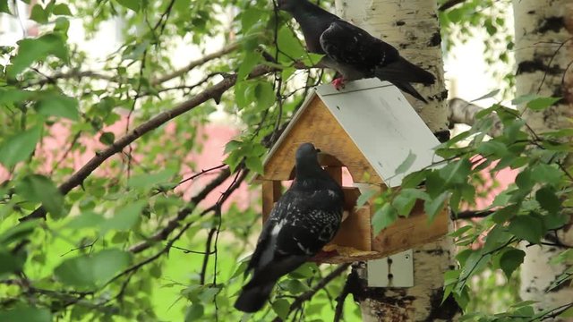 Birds feeding trough attached to a birch forest park  