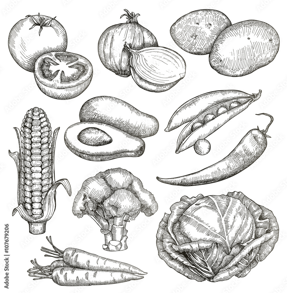 Wall mural Vegetables, sketches, hand drawing, vector set