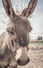 Игривый ослик в приюте для животных