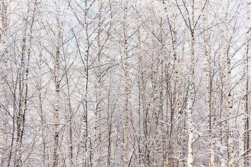 texture dense birch forest in winter