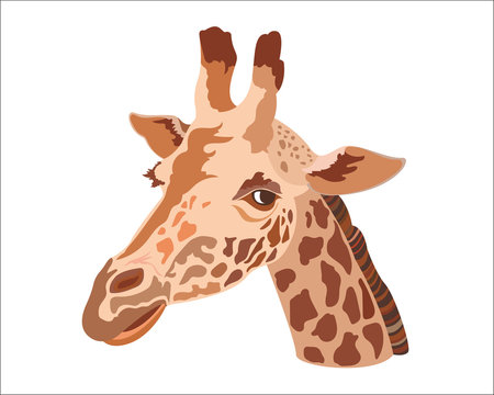 Giraffe head isolated on a white background.