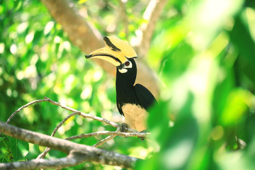 hornbill bird on branch