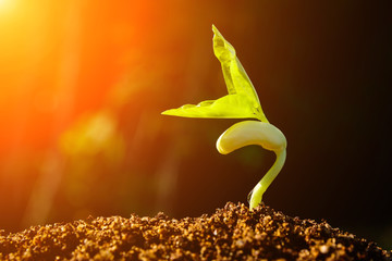 Green sprout growing from seed