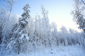 winter cold day fir forest landscape