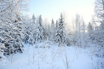 winter cold day fir forest landscape