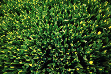 Field of yellow tulips top view background texture