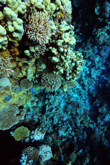 branches of coral underwater macro photo