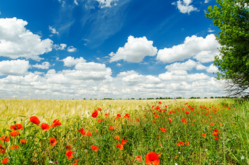 red poppies on field and white clouds on deep blue sky