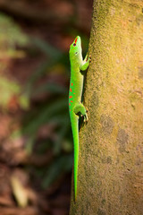 Naklejka na ściany i meble Green gecko