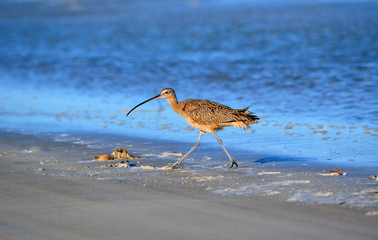Sideview Curlew/Side view of a long billed Curlew sea bird walking on the beach.