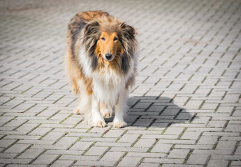 Tierischer Freund - Collie mit treuem Blick