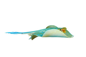 Bluespotted ribbontail ray (Taeniura lymma), isolated on white background.
