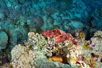 Bearded scorpionfish (Scorpaenopsis barbata), in the Red Sea, Egypt.