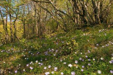 Anemona appennina nel bosco