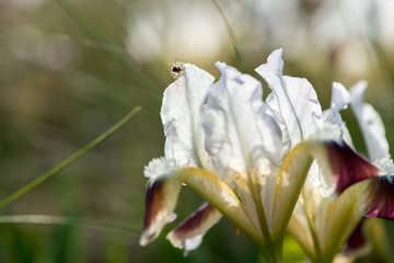Fototapeta na wymiar Wild Iris