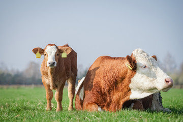 Mutterkuhhaltung, liegende Kuh mit Kalb auf einer Weide