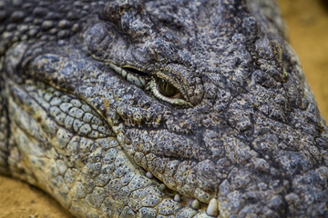 Obraz premium Crocodile