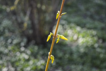 красивые и нежные желтые цветы распустились на кусте в городском парке