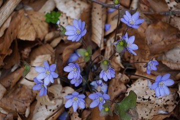 Frühlingsboten: Leberblümchen kämpfen sich durch den Waldboden