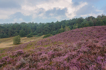 Obraz premium Morning at the heather fields