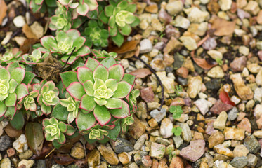 Bright green bush growing among the stones. Small bush cactus on a background of colored stones.