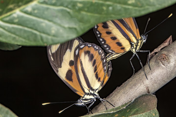 copulating butterflies extreme close up - copulating butterflies macro photo
