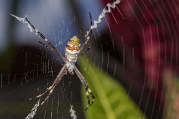 Silver spider in the web close up - Argiope argentata in the web macro photo