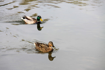 Ein Paar Enten